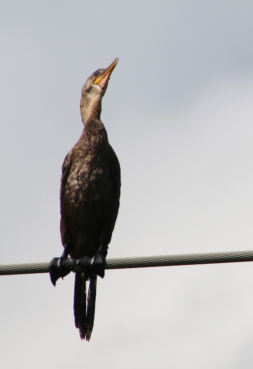 Neotropic Cormorant - Joshua Uffman