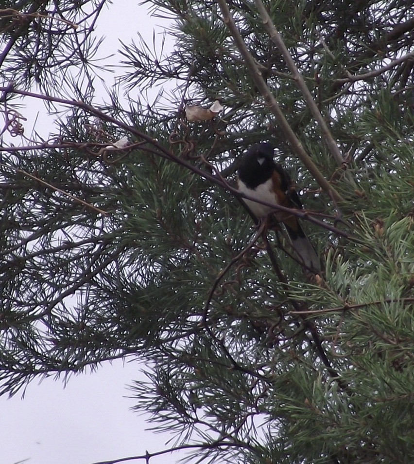 Eastern Towhee - ML153827321