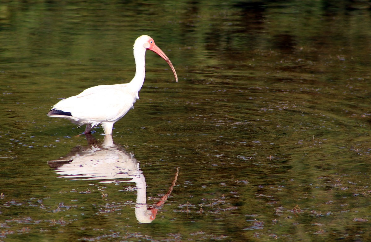 White Ibis - ML153827621