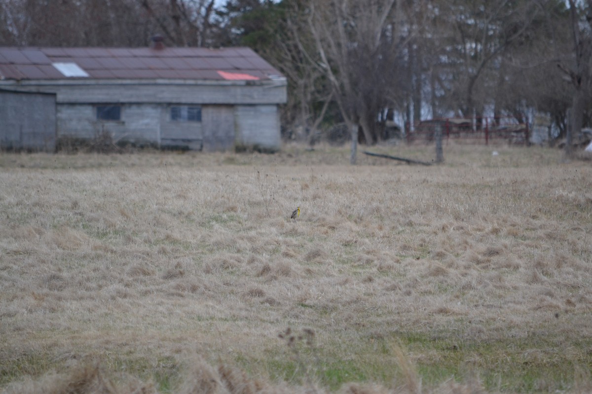 Eastern Meadowlark - Jorden Matthews