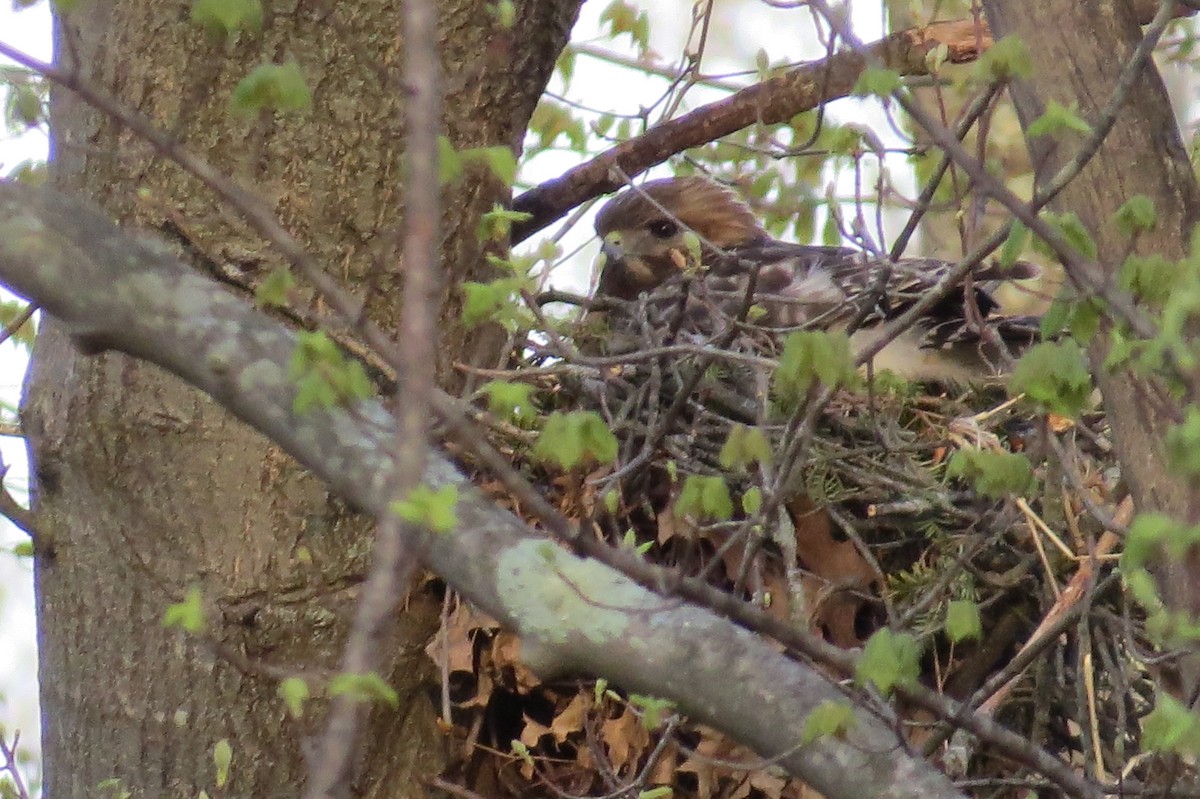 Red-shouldered Hawk - ML153828121