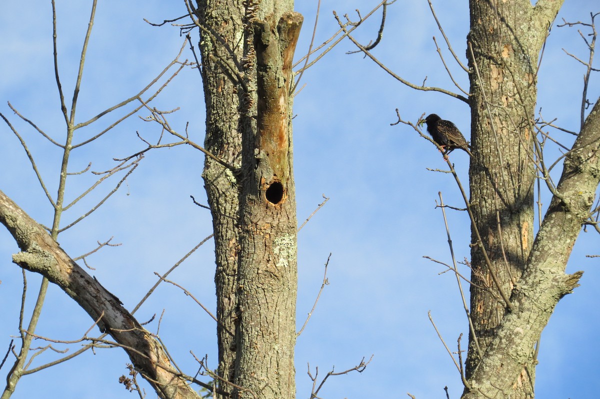 European Starling - Jannie Shapiro