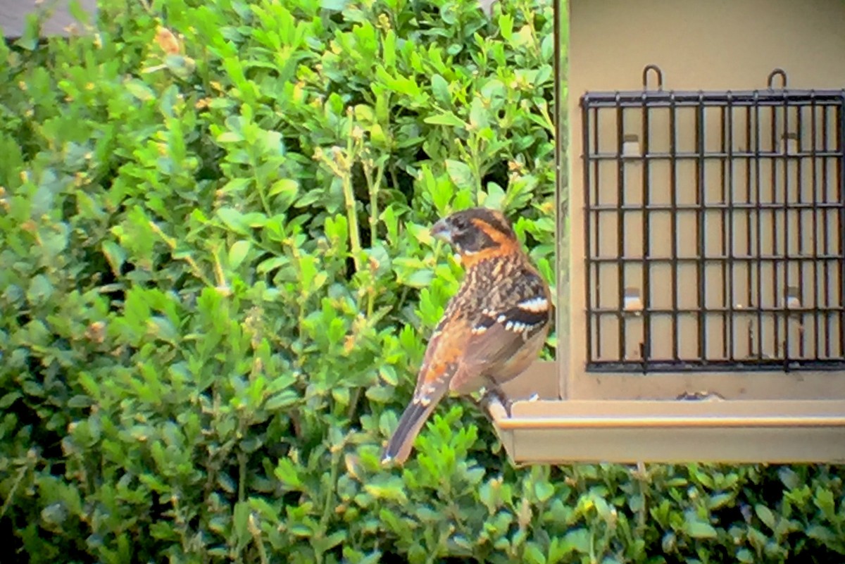 Black-headed Grosbeak - ML153829451