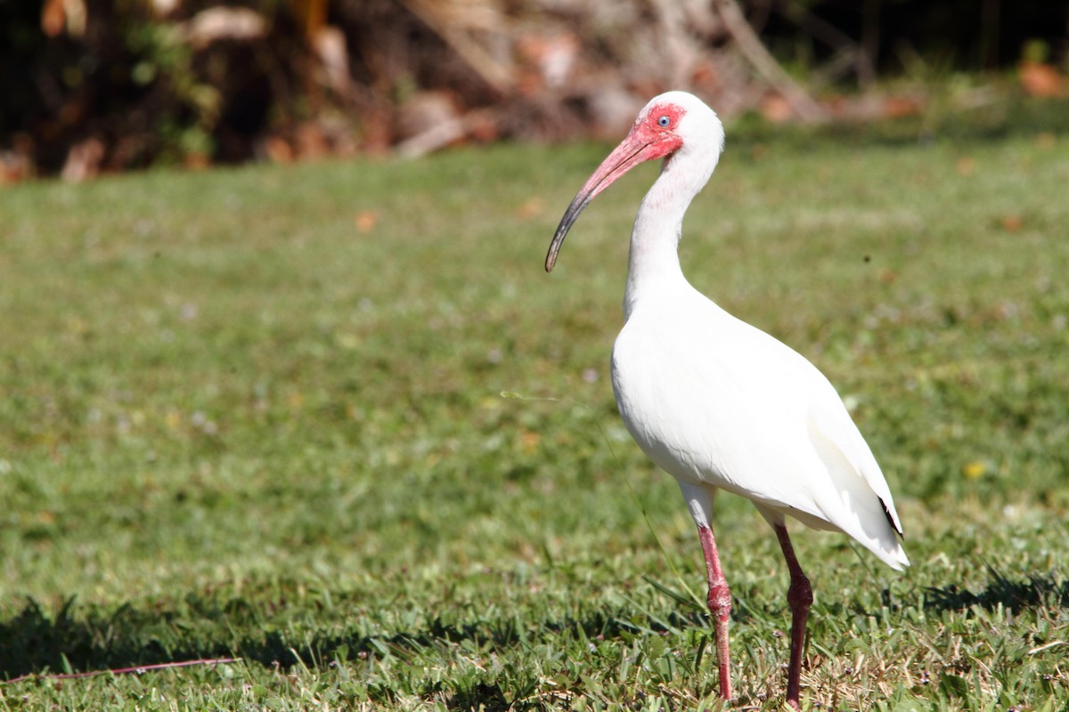 ibis bílý - ML153829781