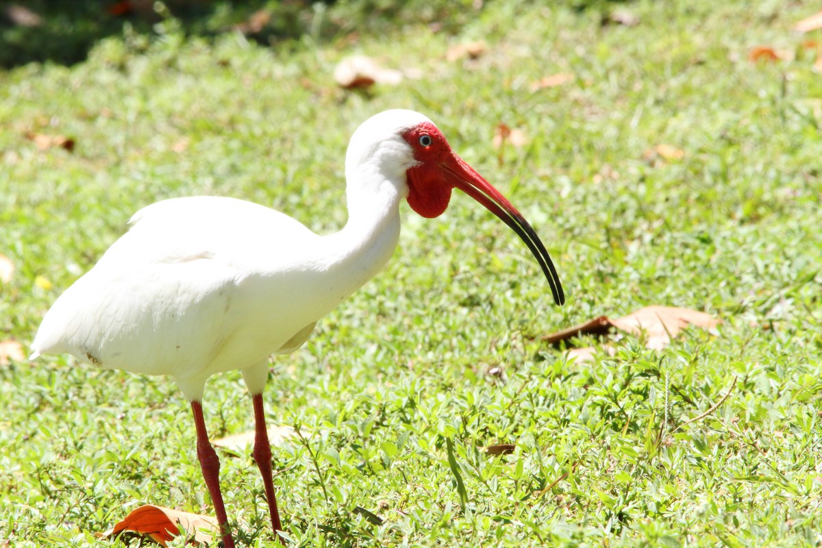 ibis bílý - ML153829931