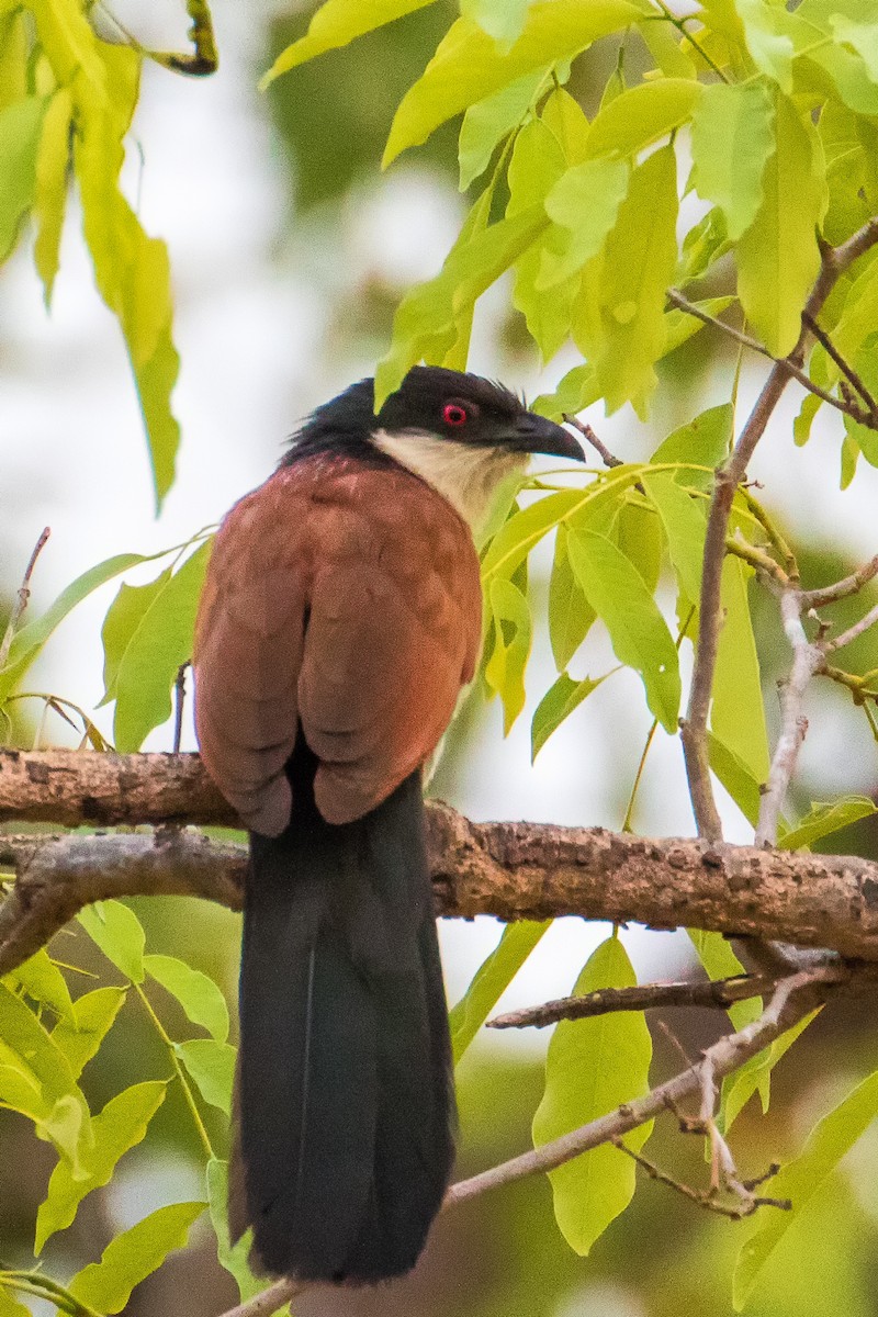 Senegal Coucal - ML153830241