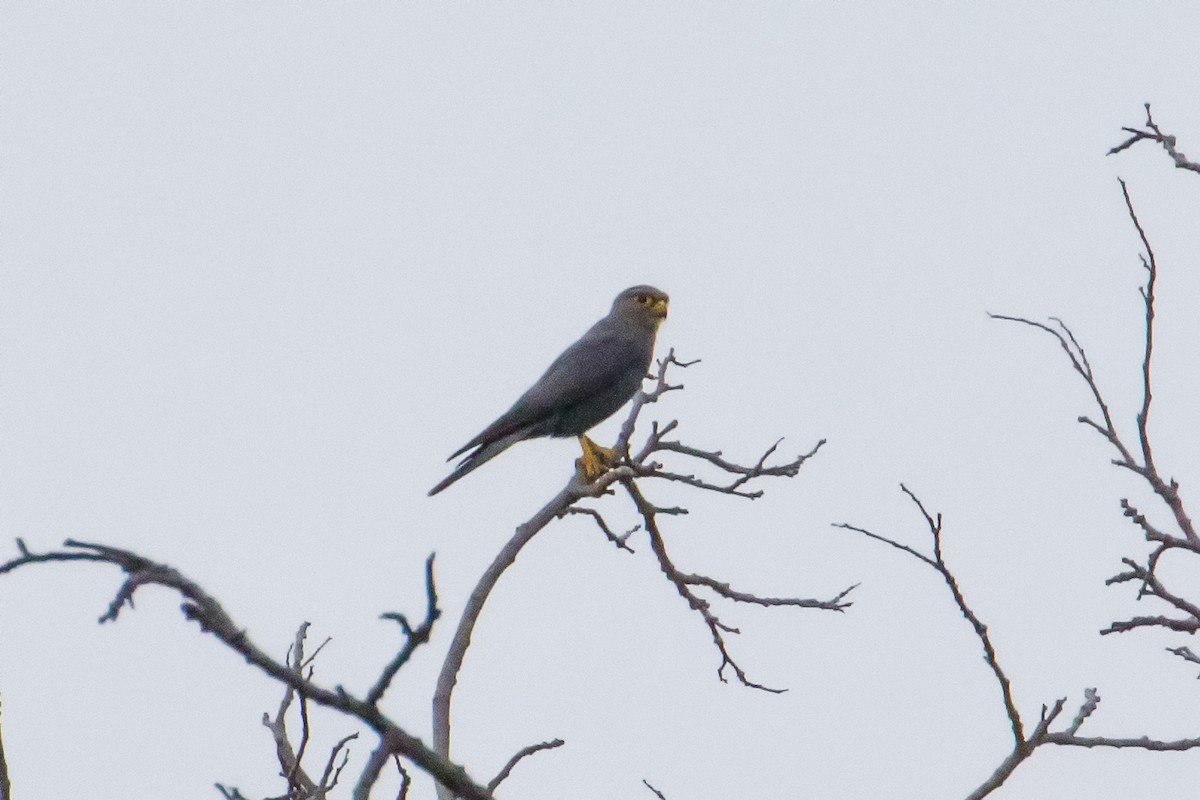 Gray Kestrel - ML153830511