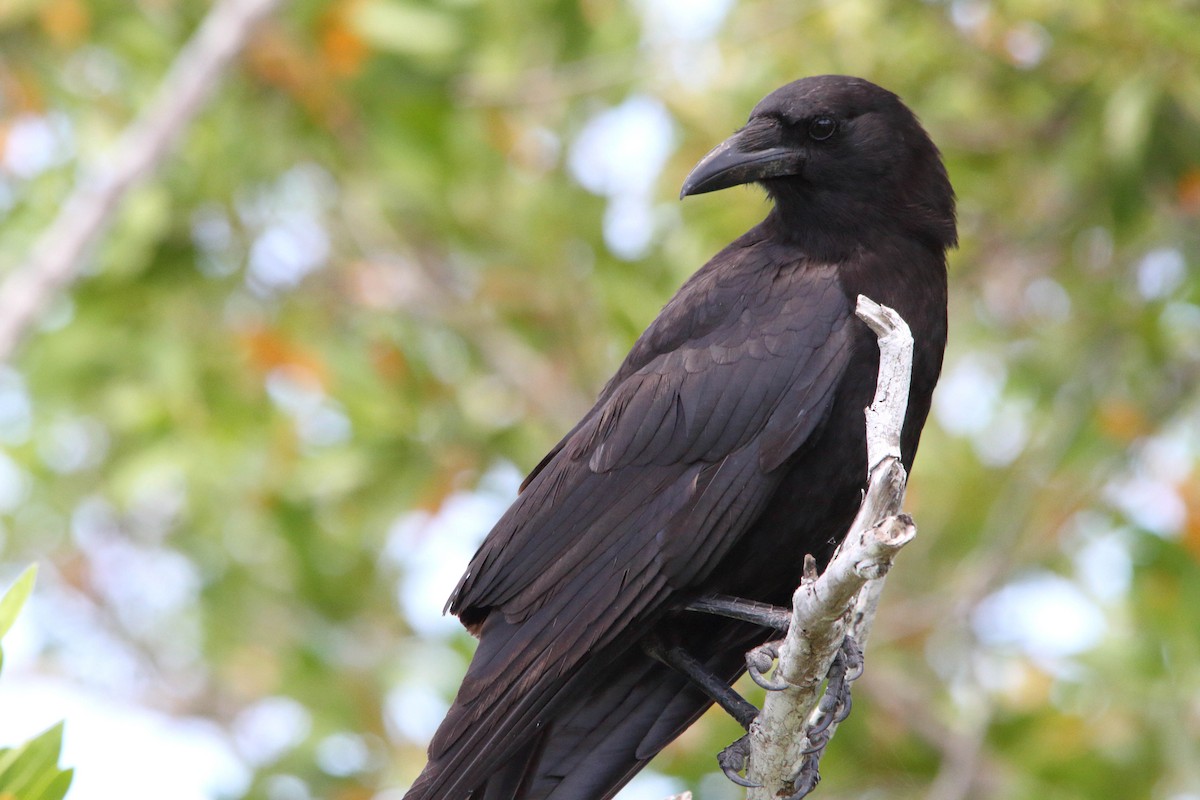 American Crow - ML153831091