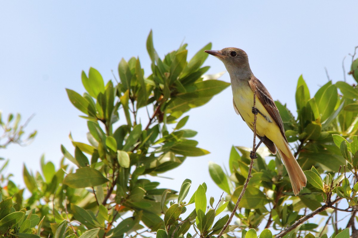 Great Crested Flycatcher - Nathan Tea