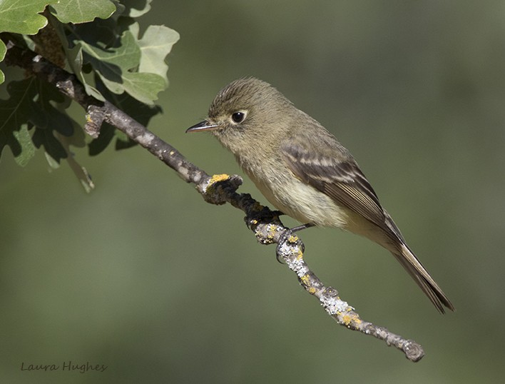 Western Flycatcher (Pacific-slope) - laura hughes