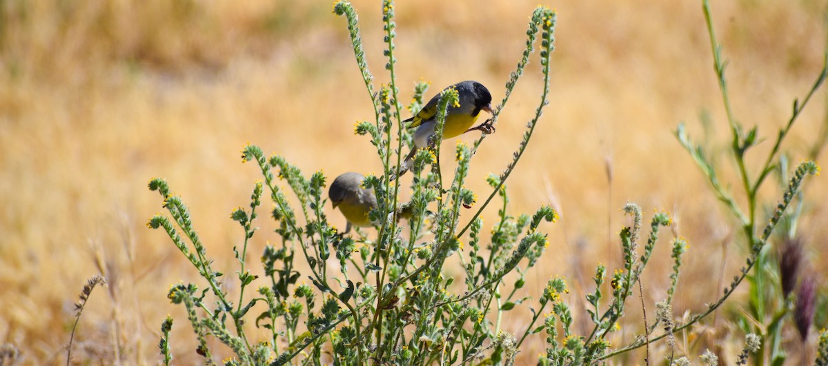 Lawrence's Goldfinch - ML153832631