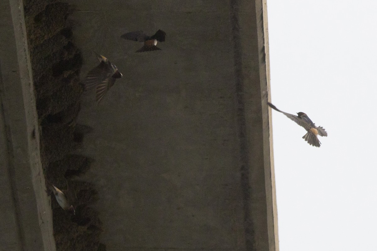 Cliff Swallow - ML153832891