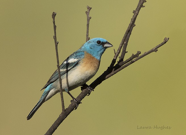 Lazuli Bunting - ML153833041