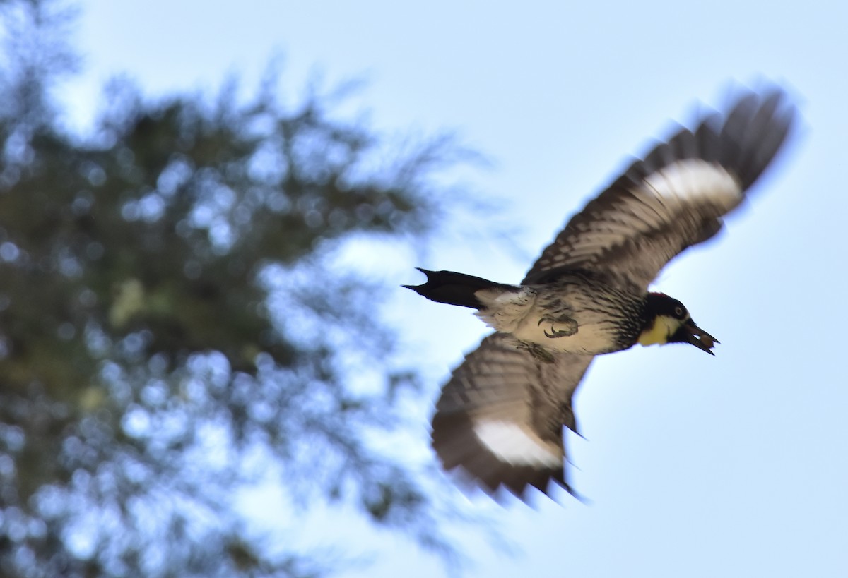 Acorn Woodpecker - ML153833571