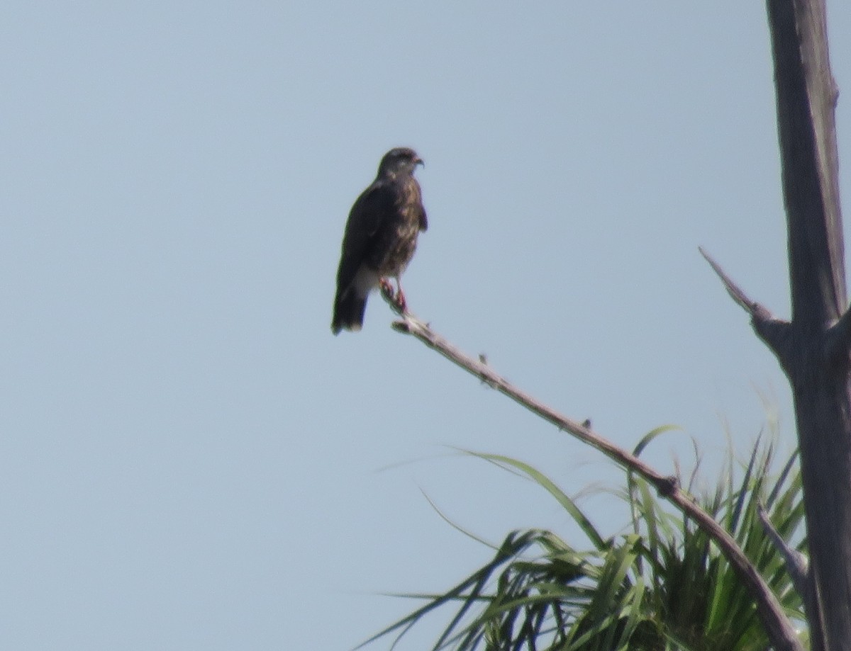 Snail Kite - ML153833651