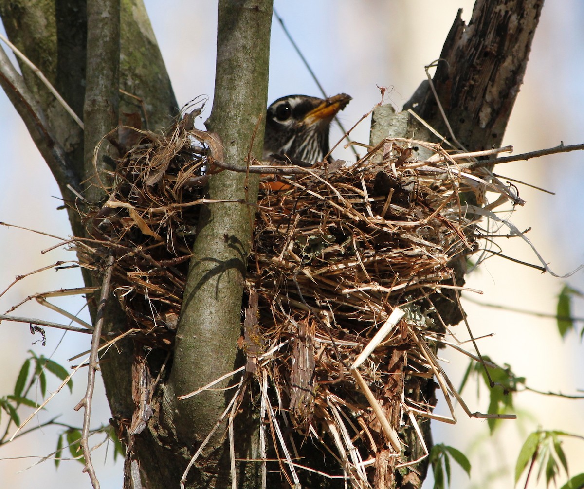 American Robin - ML153834781