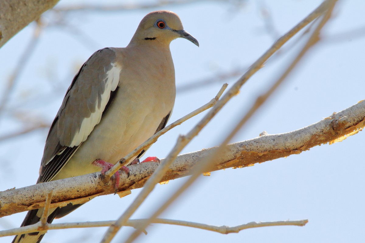 White-winged Dove - ML153834841