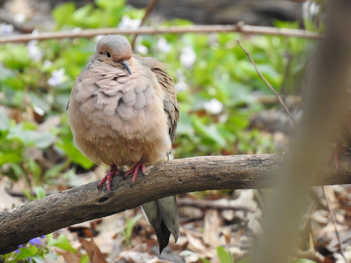 Mourning Dove - ML153835091