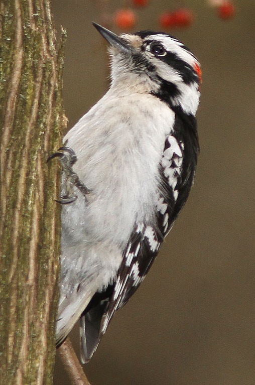 Downy Woodpecker - ML153835271