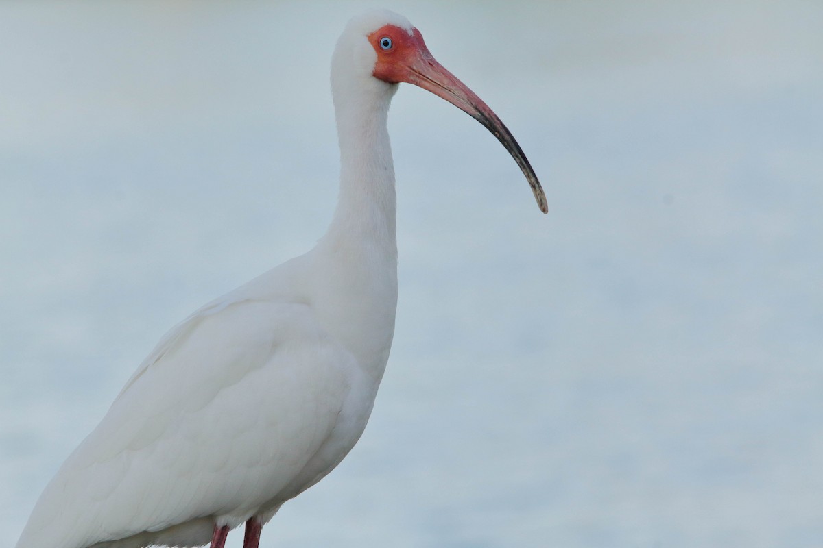 White Ibis - ML153837031