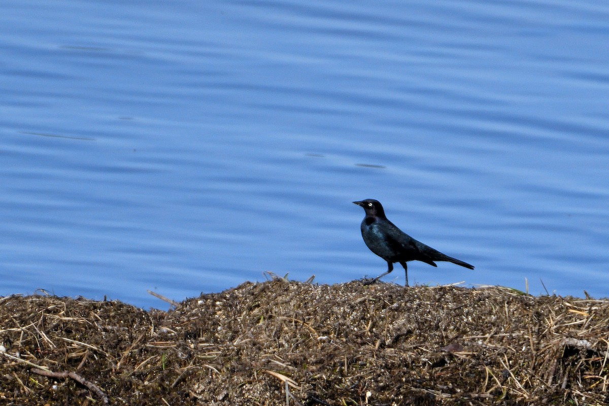 Brewer's Blackbird - ML153837181