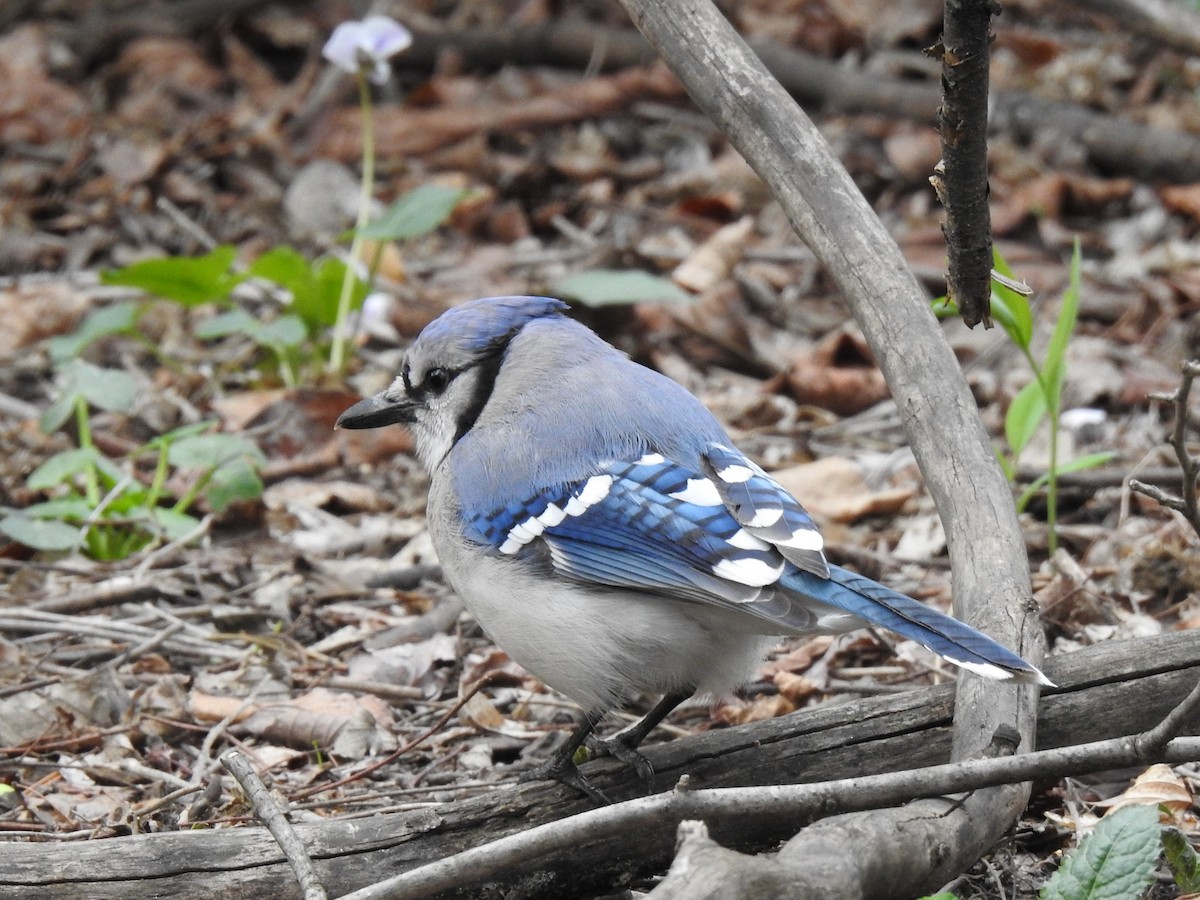 Blue Jay - ML153837201