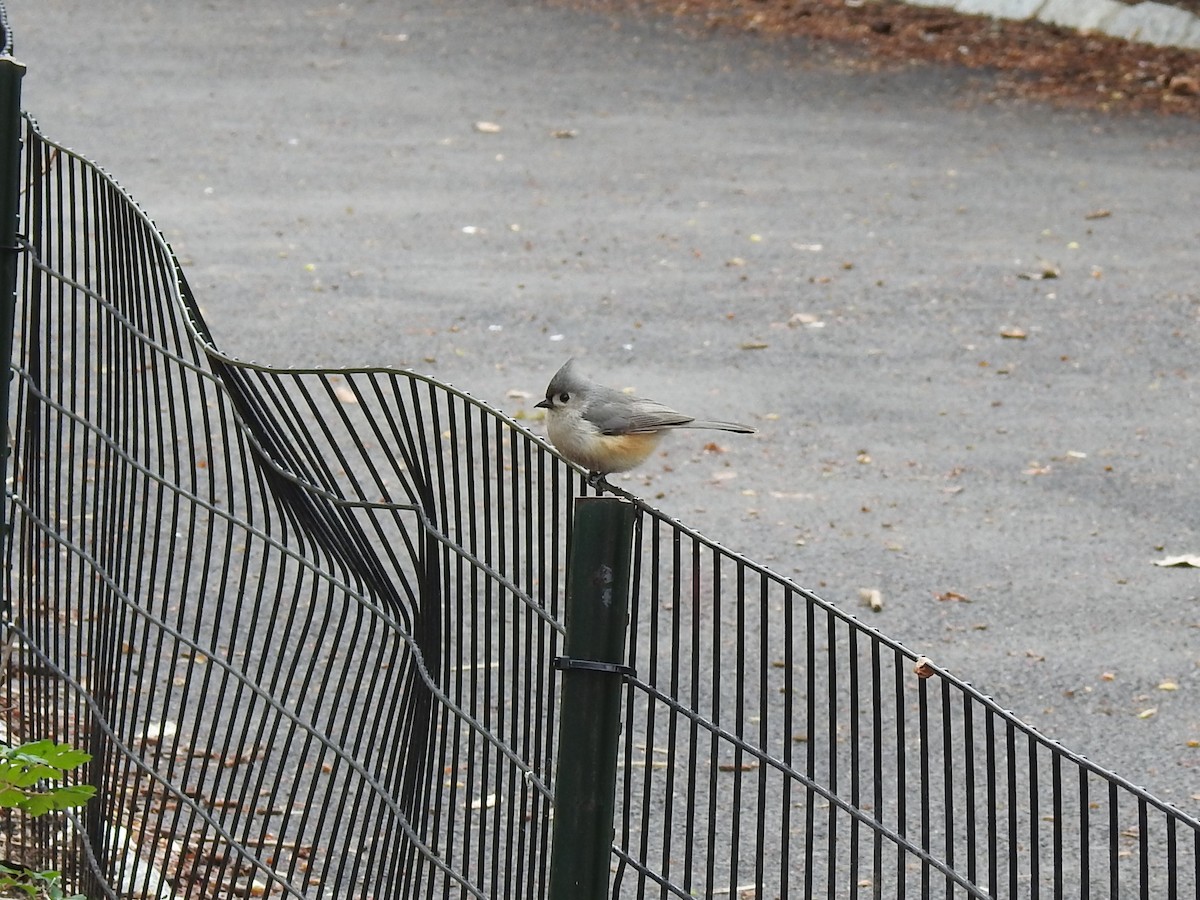 Tufted Titmouse - ML153837461