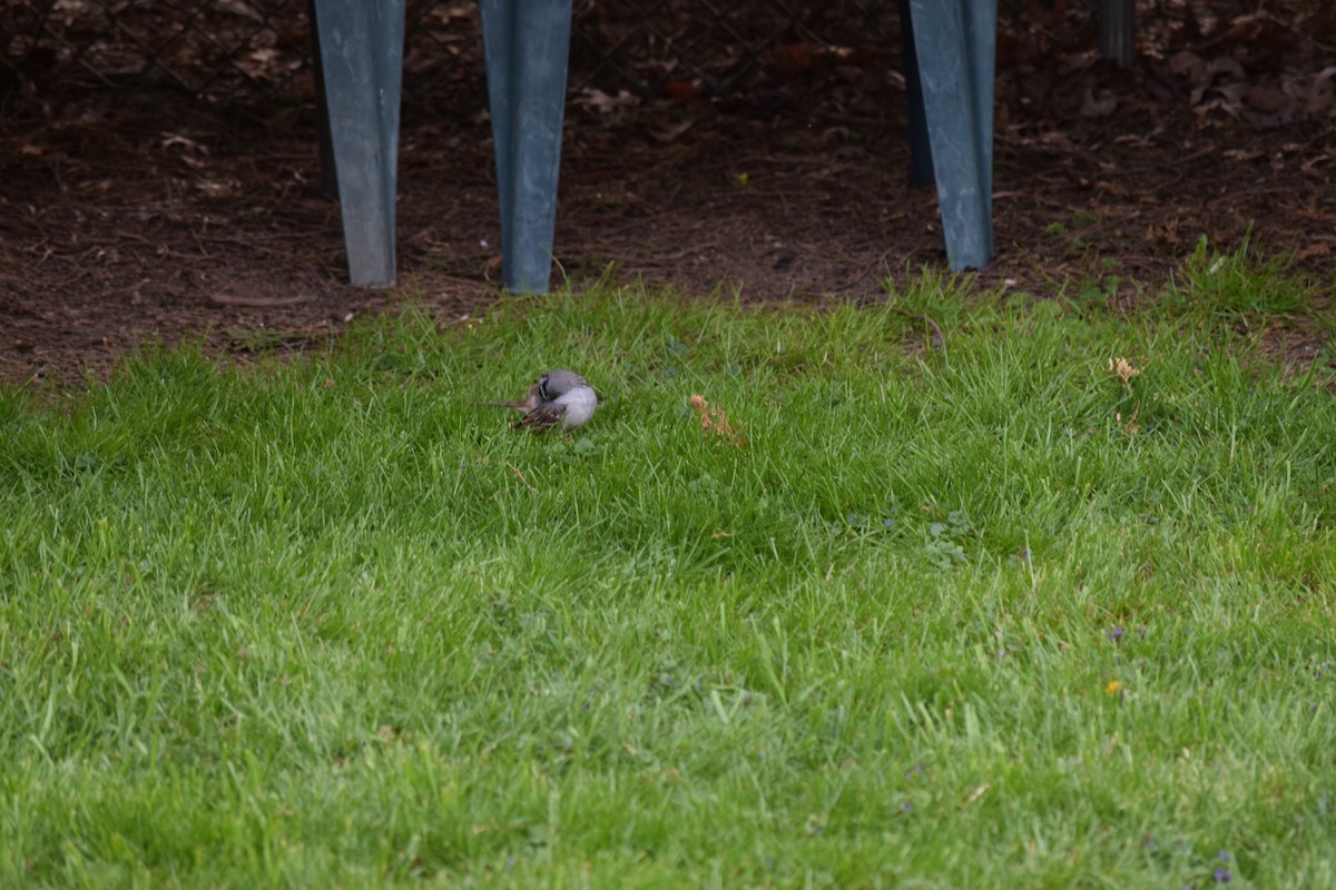 White-crowned Sparrow - ML153837581