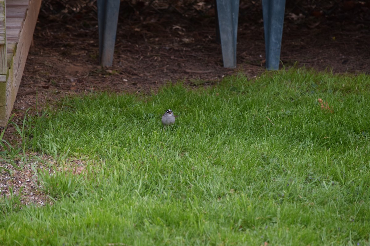 White-crowned Sparrow - ML153837601