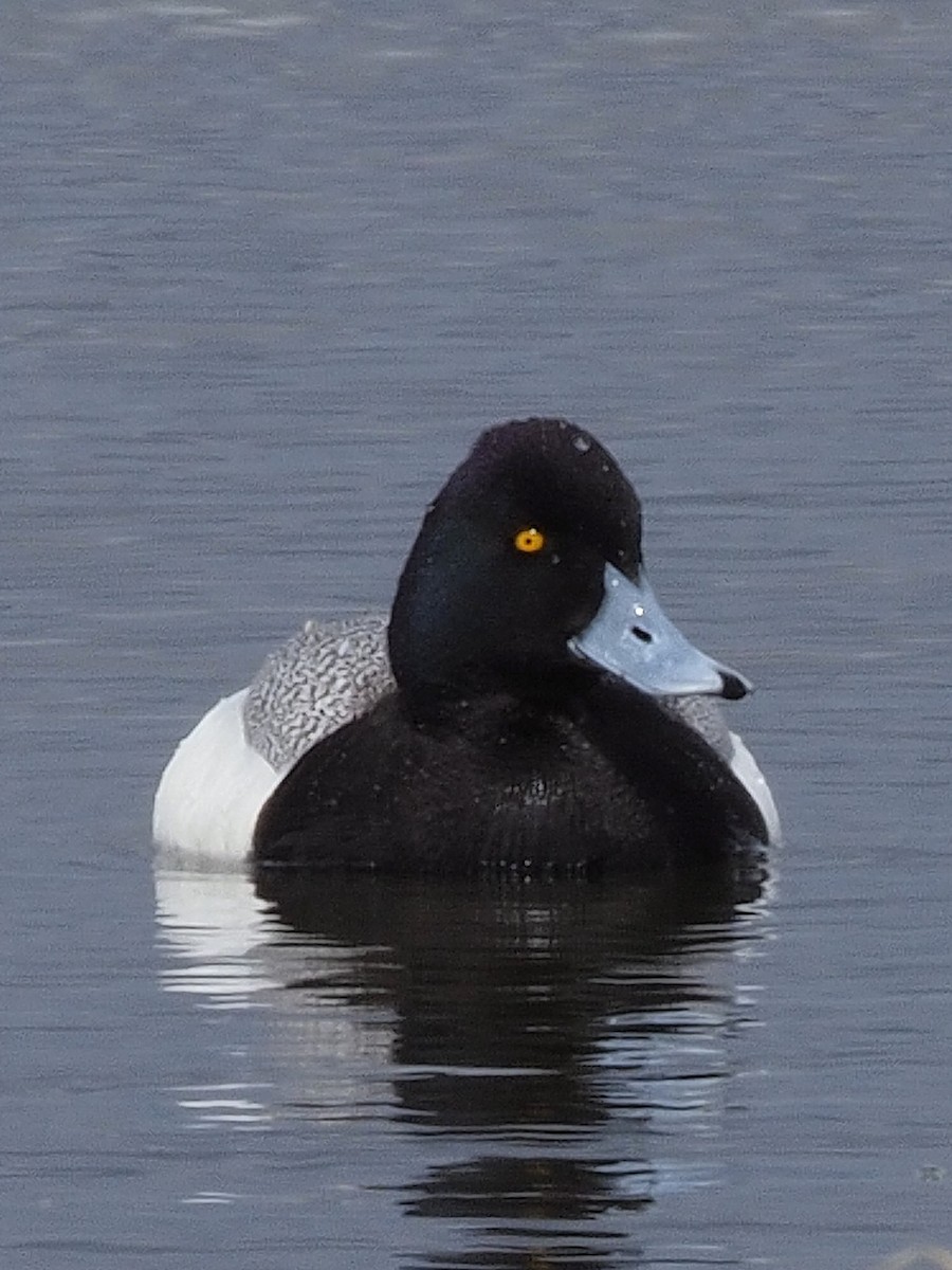 Lesser Scaup - ML153837671