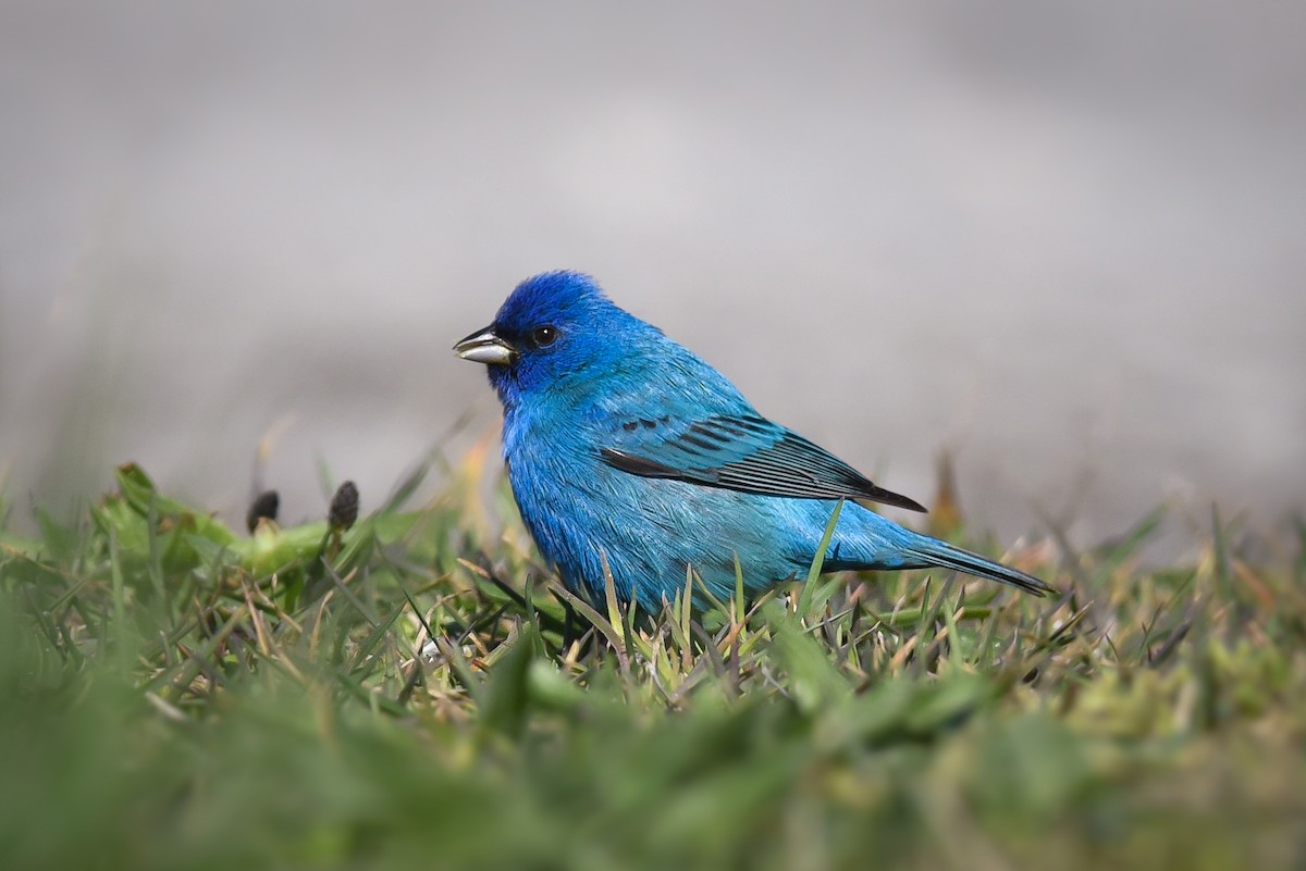 Indigo Bunting - ML153837761
