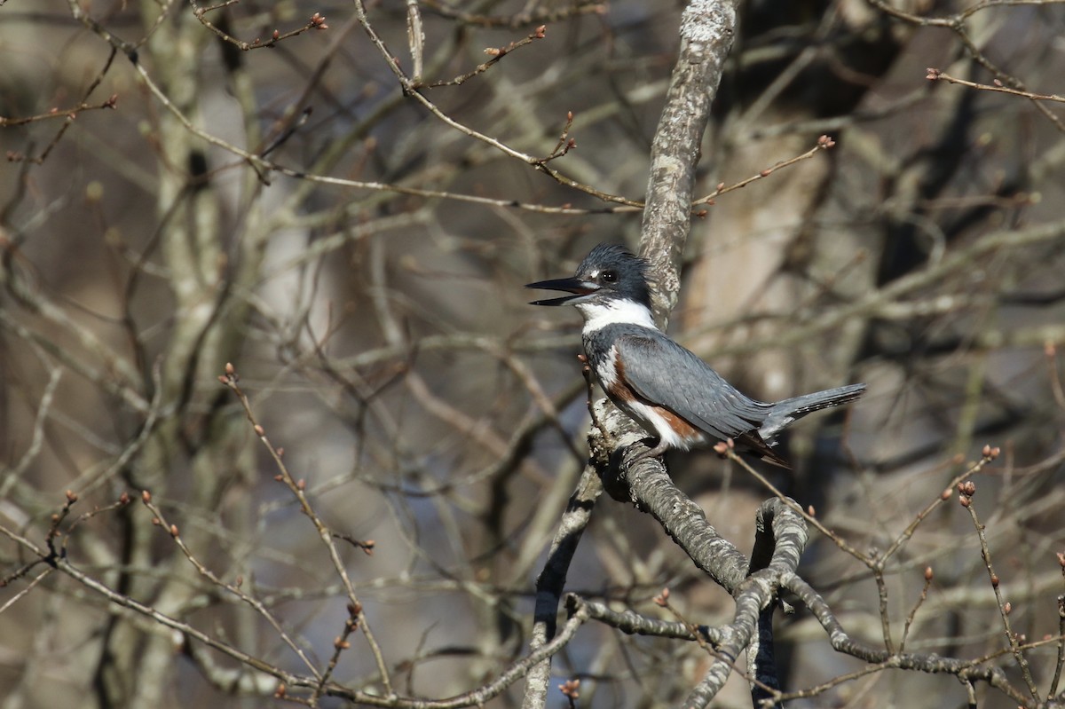 rybařík pruhoprsý - ML153838041