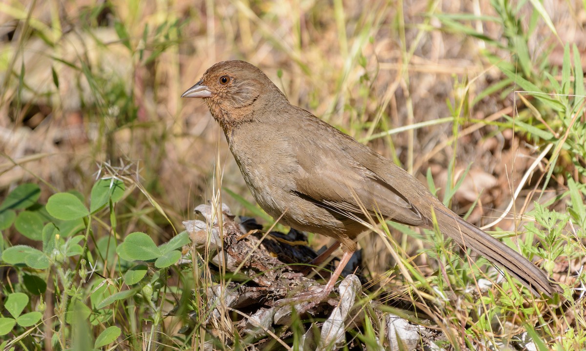 California Towhee - ML153838361