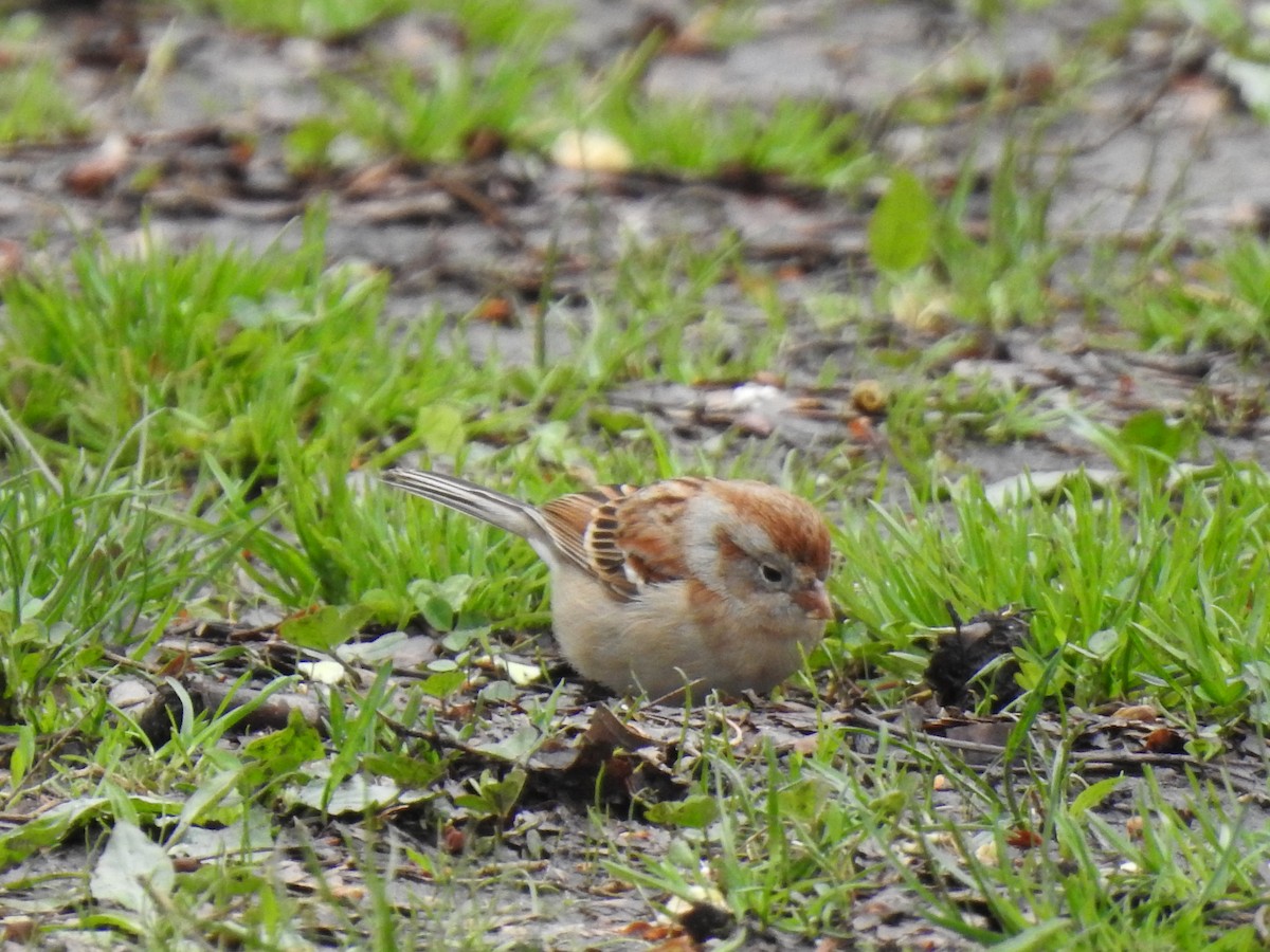 Field Sparrow - ML153838681