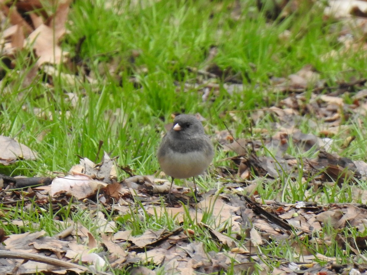 Юнко сірий (підвид hyemalis/carolinensis) - ML153838981