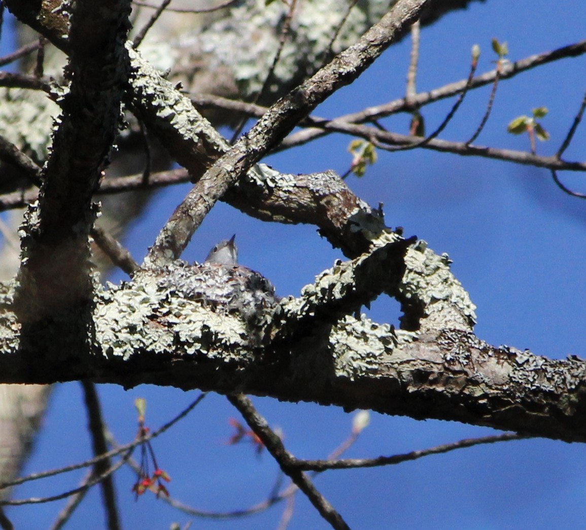 Blue-gray Gnatcatcher - Karen Miller