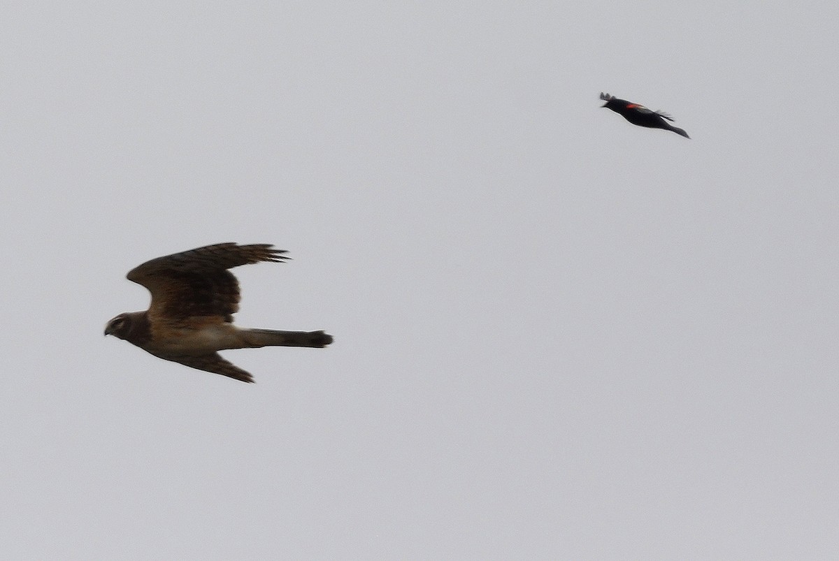 Northern Harrier - ML153839361