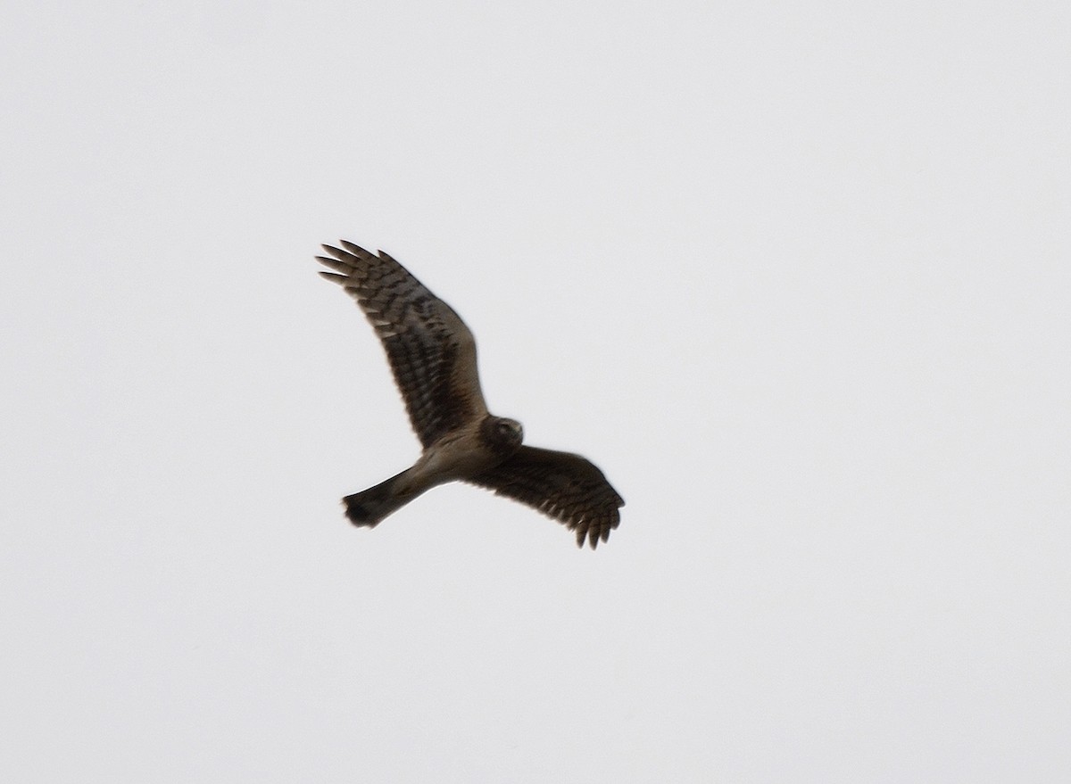 Northern Harrier - ML153839431