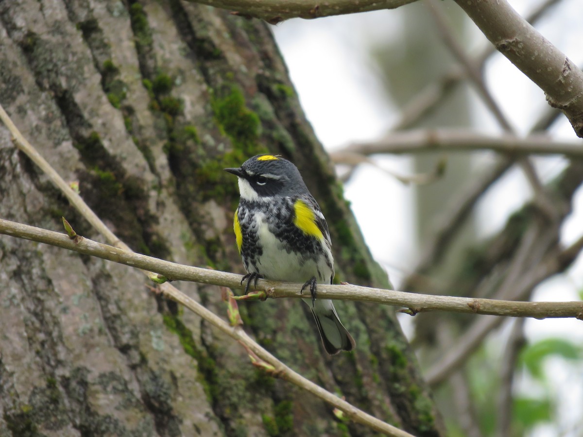 myrteparula (coronata) - ML153839621