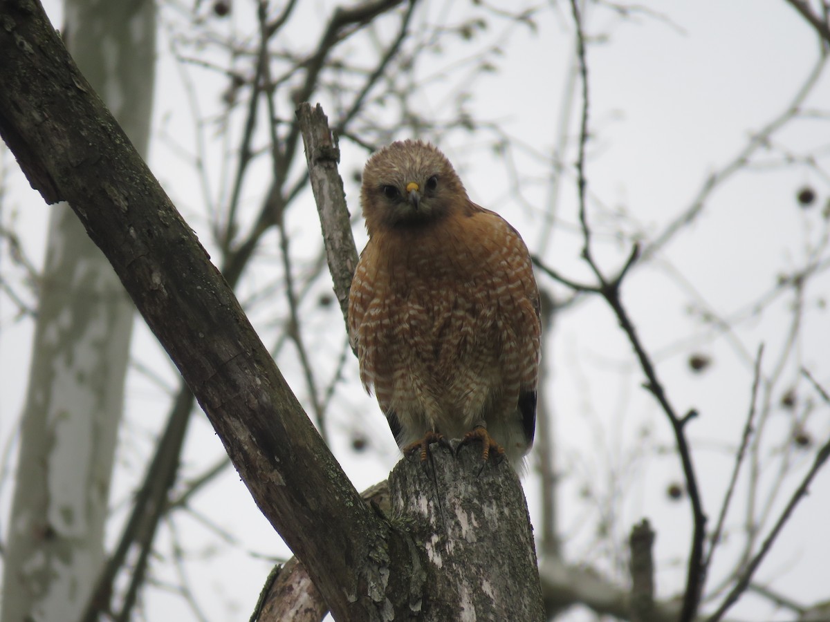 Red-shouldered Hawk - ML153839651