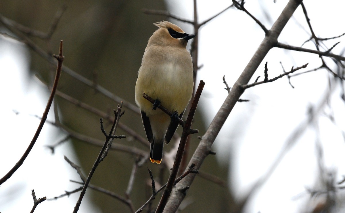 Cedar Waxwing - ML153839801