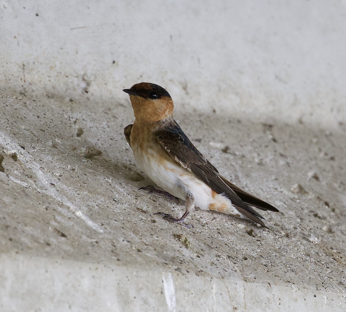 Cave Swallow (Caribbean) - ML153840081