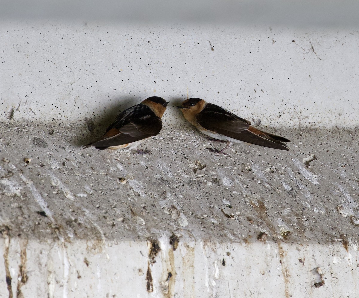 Golondrina Pueblera (grupo fulva) - ML153840091