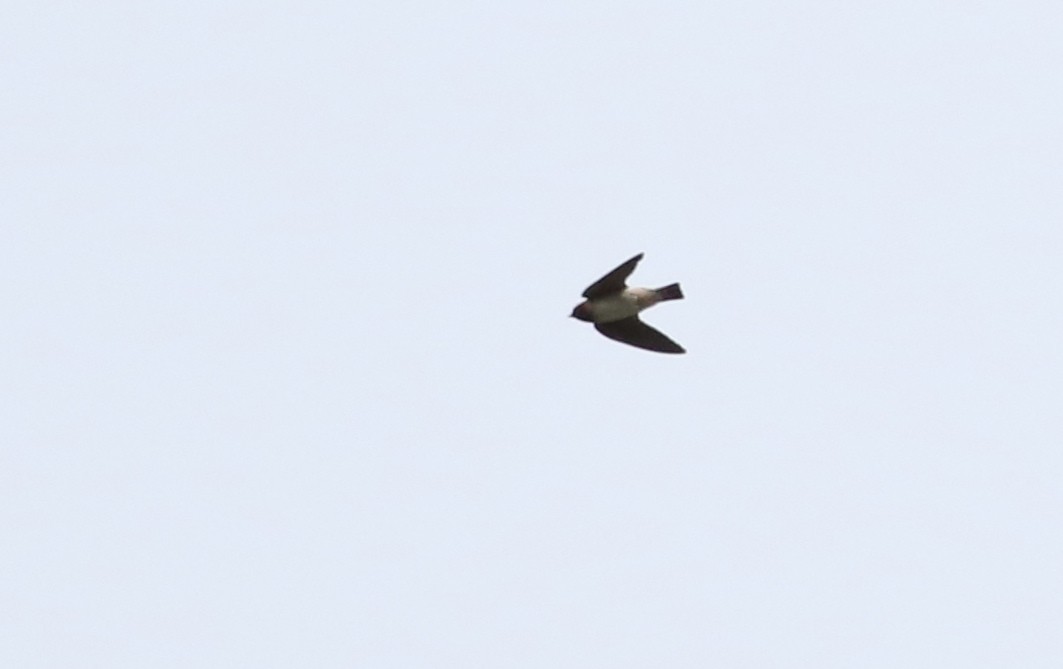 Cliff Swallow - ML153840151