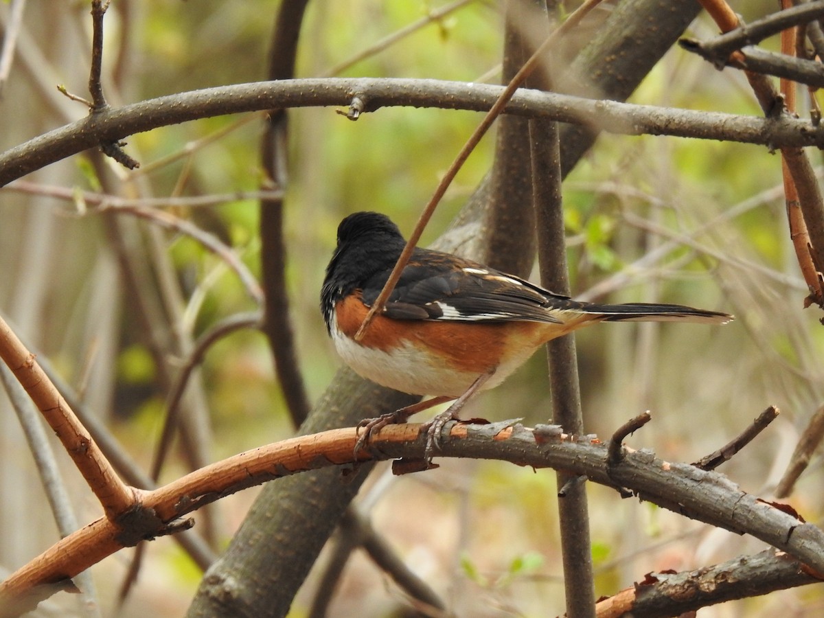 Eastern Towhee - ML153840161