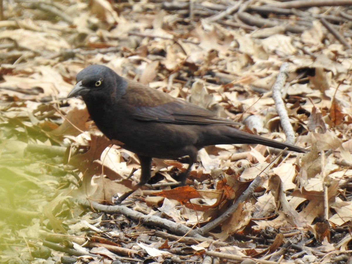 Common Grackle - ML153840631