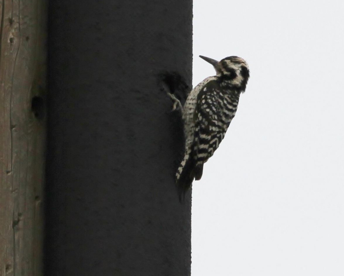 Ladder-backed Woodpecker - ML153840971