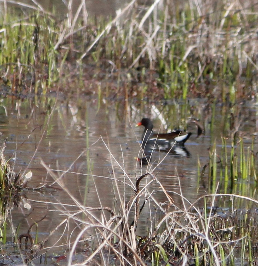 Gallinule d'Amérique - ML153841021