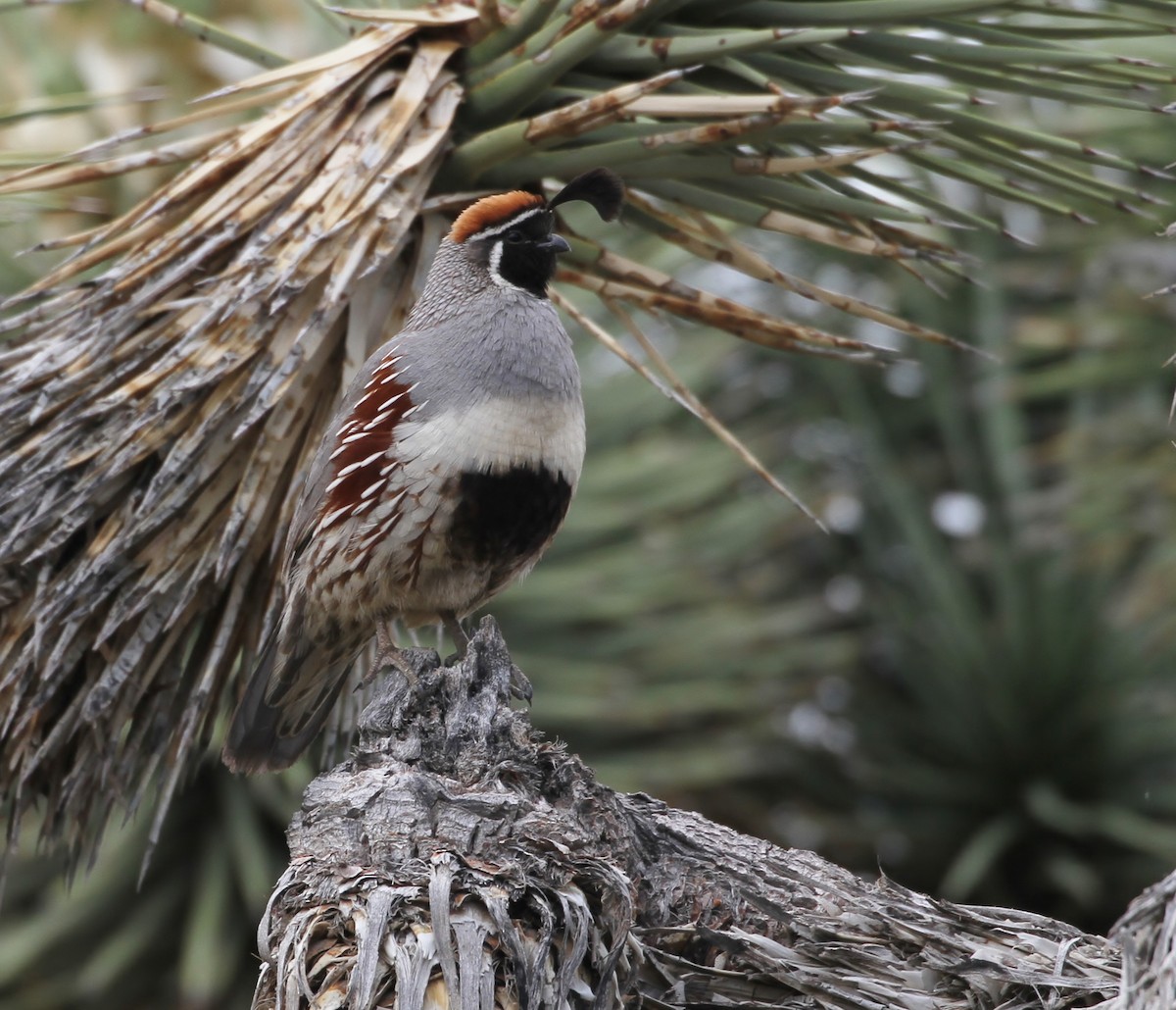 Gambel's Quail - ML153841151