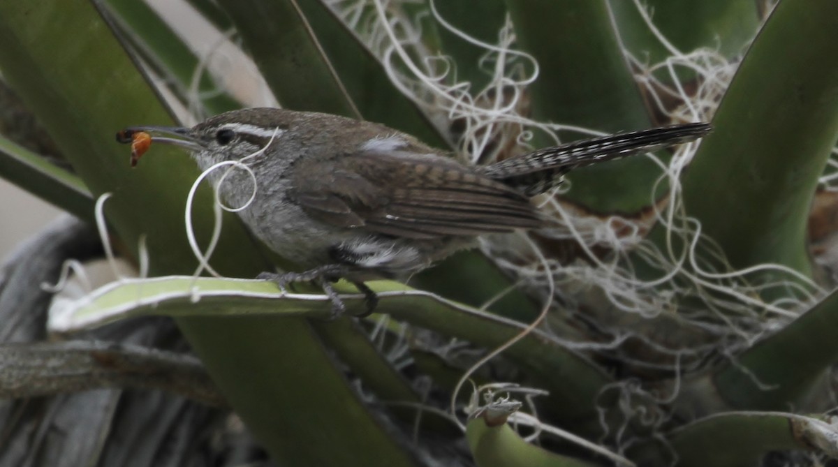 Bewick's Wren - ML153841221